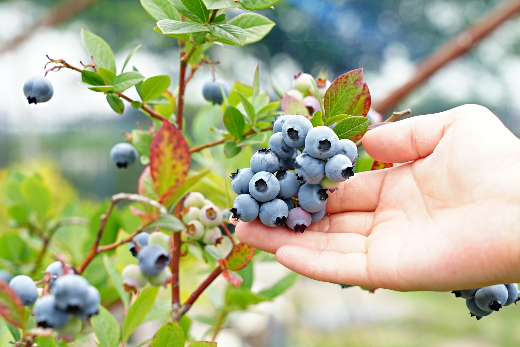 旬のブルーベリー詰め合わせセット – かわじま百貨店