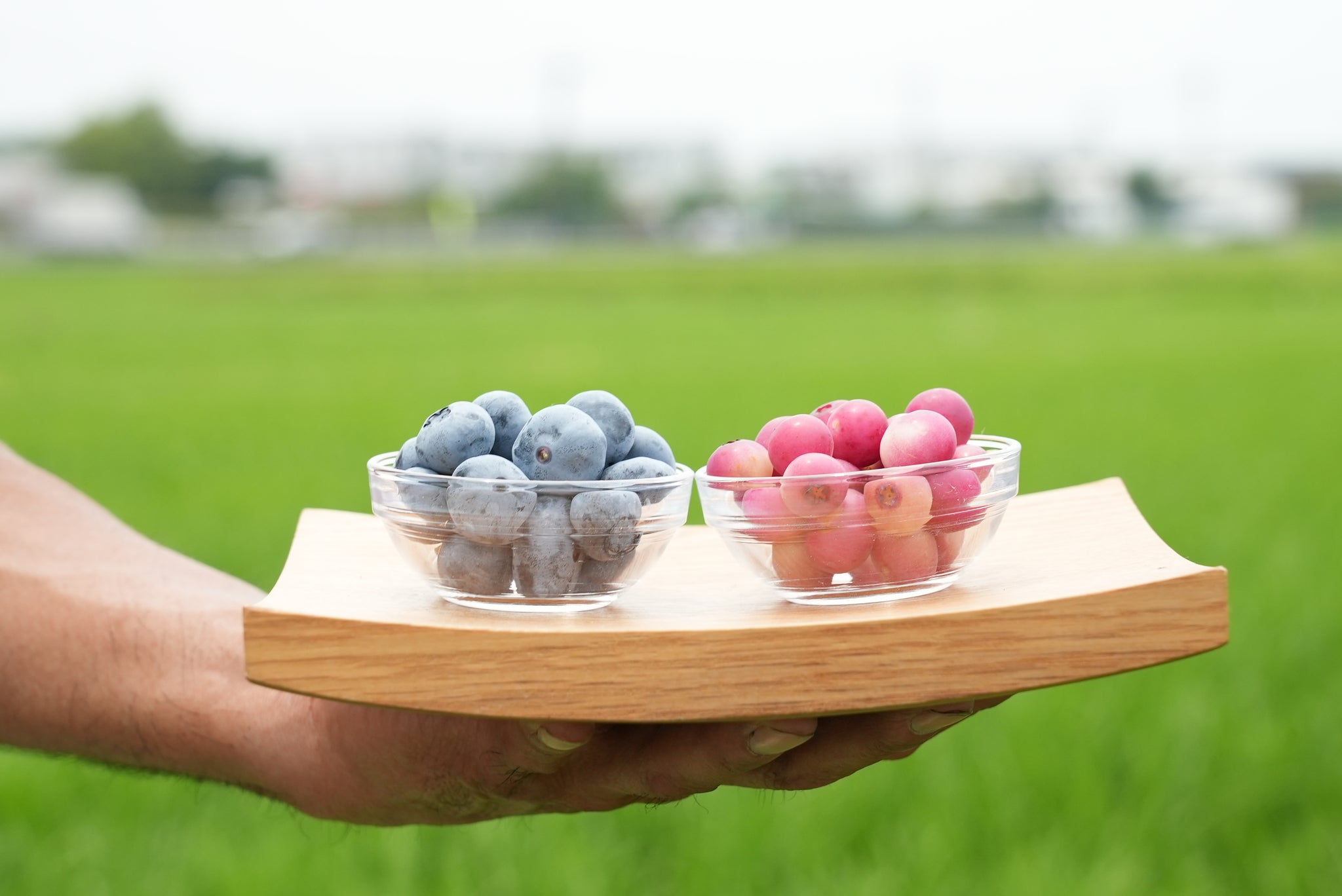 旬のブルーベリー詰め合わせセット – かわじま百貨店